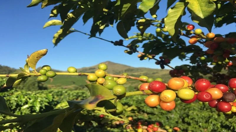 Aproveite sua hospedagem no Vista Alegre e faca a Rota do Cafe Especial
