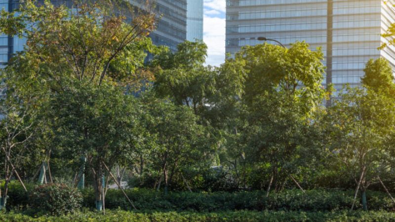 vista verde
